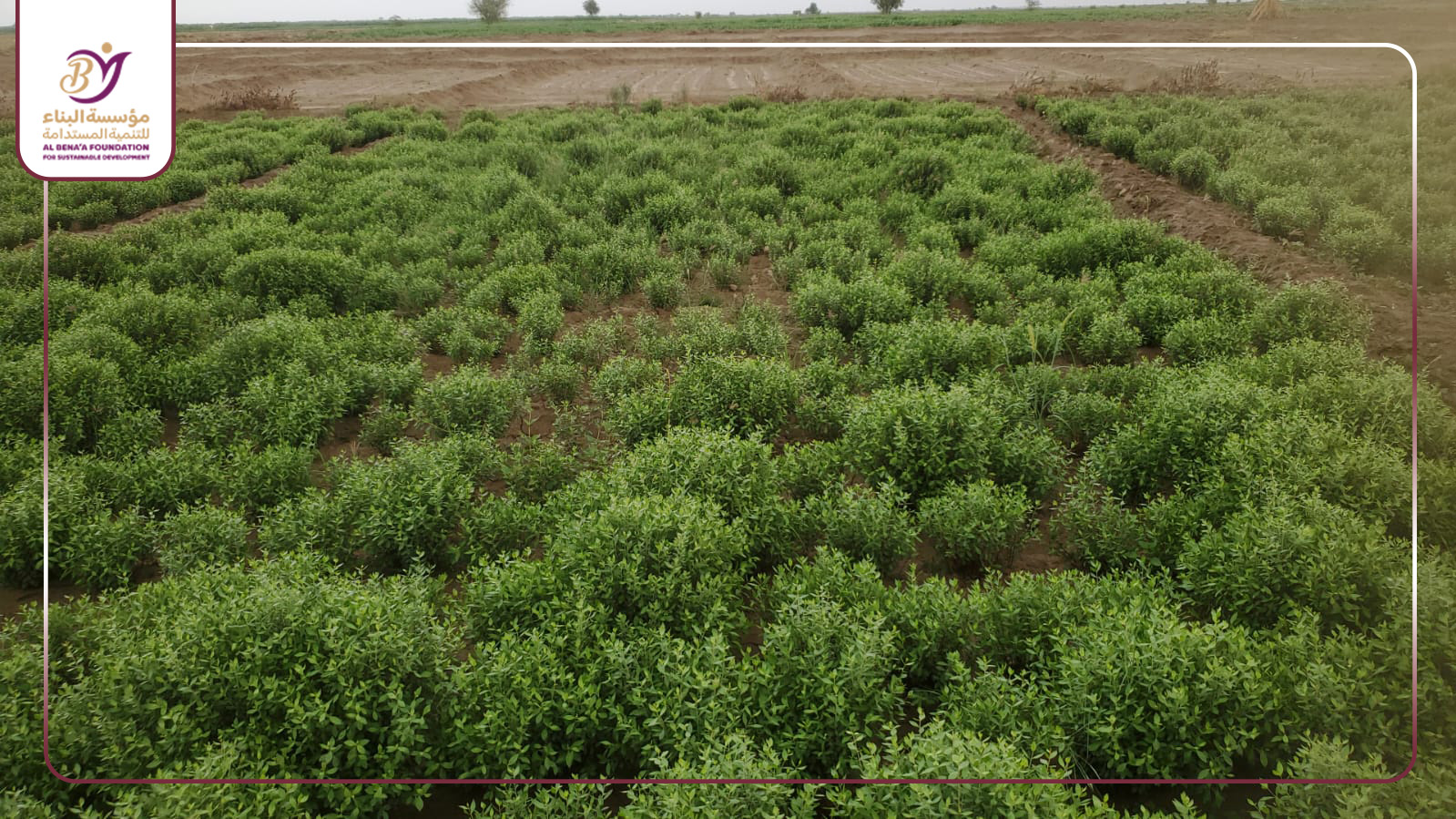  مشروع تمويل المشاريع الزراعية 